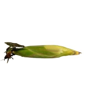 Sweet Corn in Husk | Raw Item